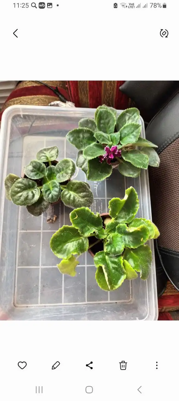 Сортовые фиалки - Растения (Хобби и отдых) в Улан-Удэ