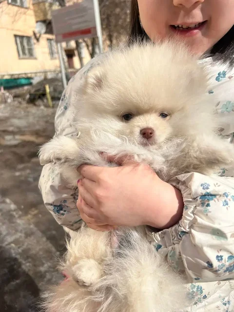 Собака с документами РКФ, клеймом и ветпаспортом - частное объявление в Улан-Удэ