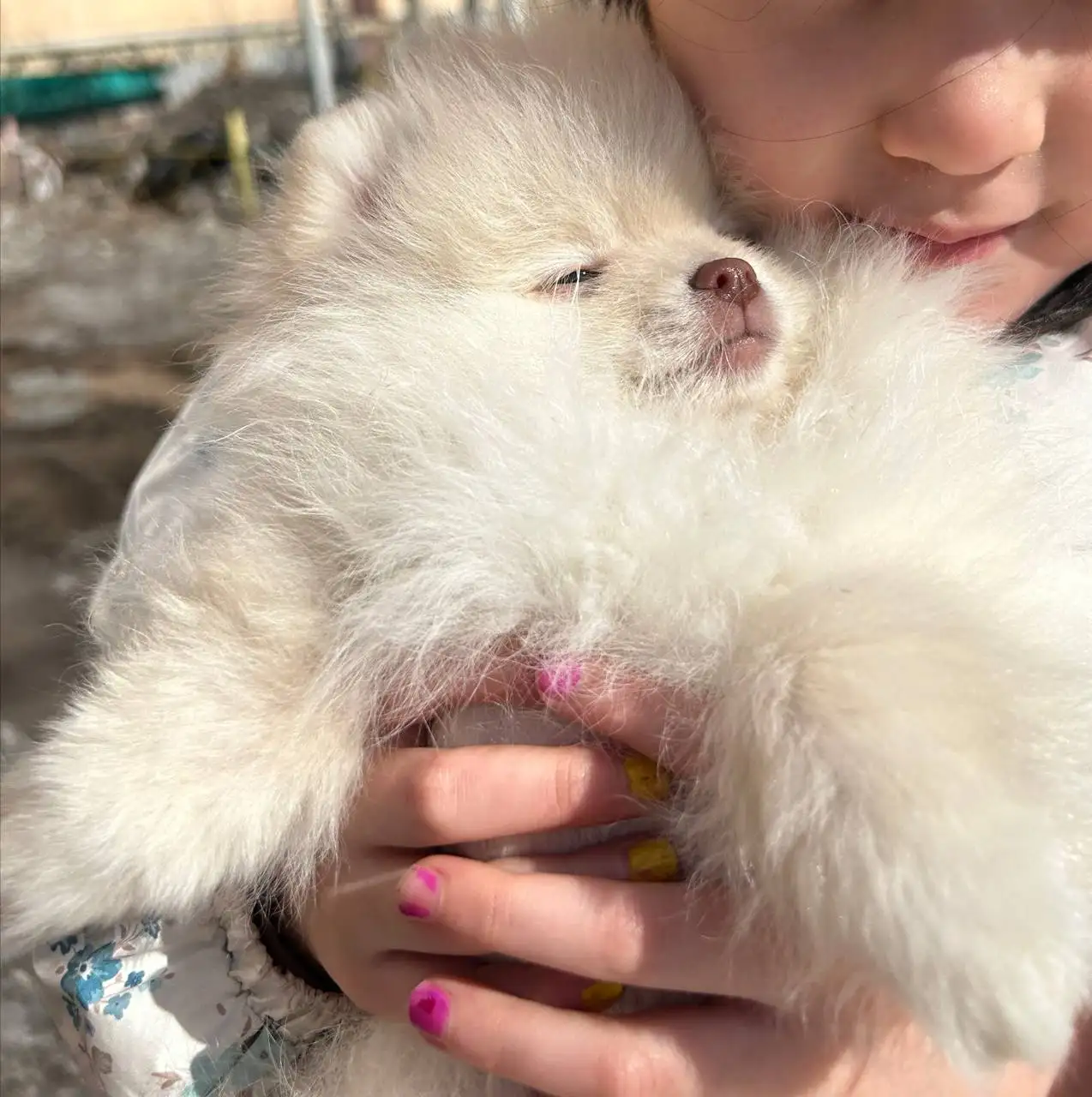 Собака с документами РКФ, клеймом и ветпаспортом - Собаки (Животные) в Улан-Удэ