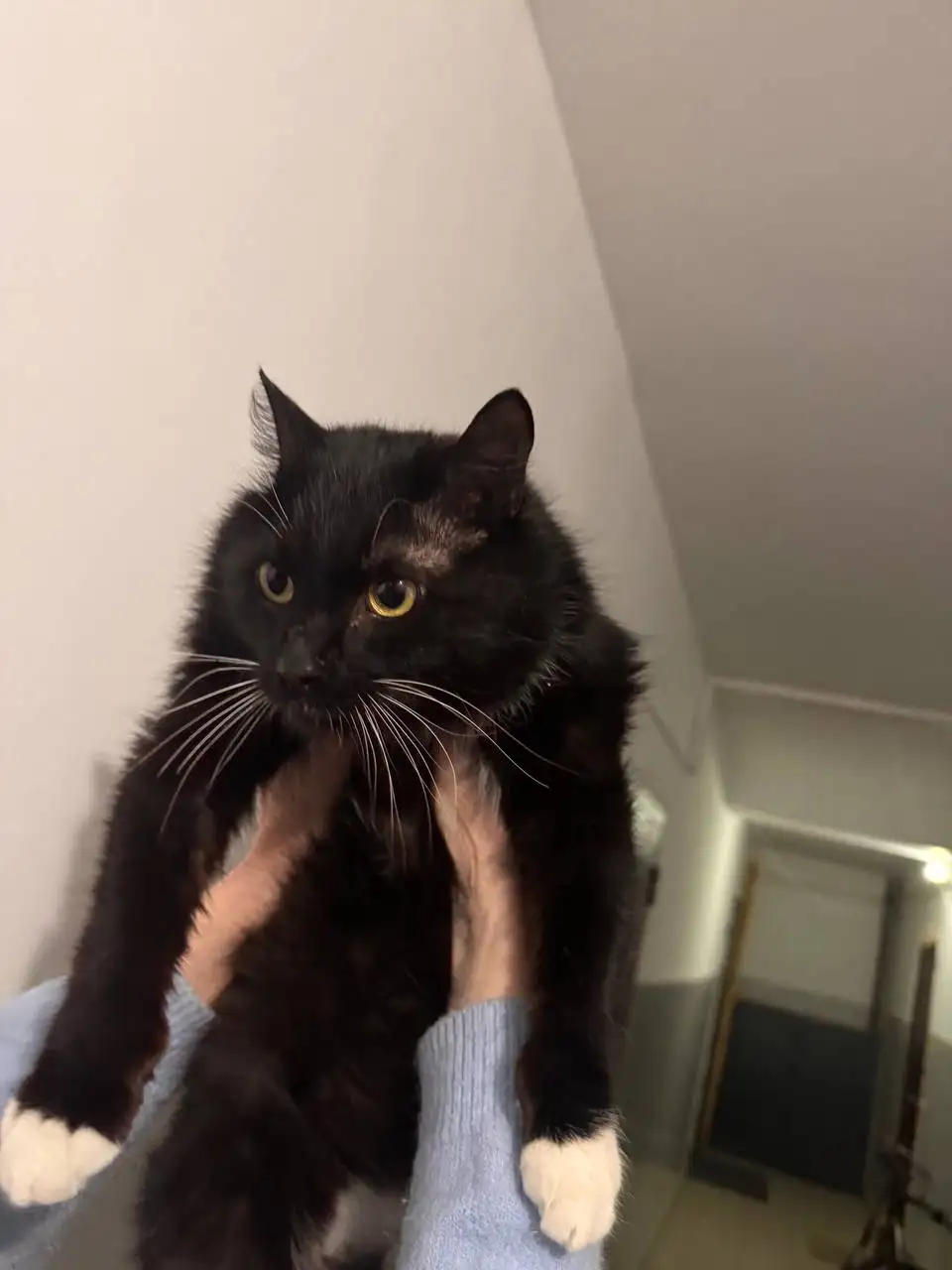 Потерялся кот с Дашиева - Барахолка в Улан-Удэ