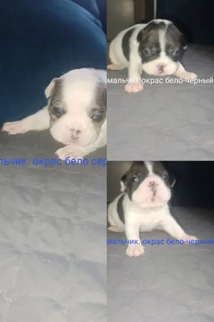 Щенки французского бульдога с бронированием - Сельскохозяйственные животные в Улан-Удэ