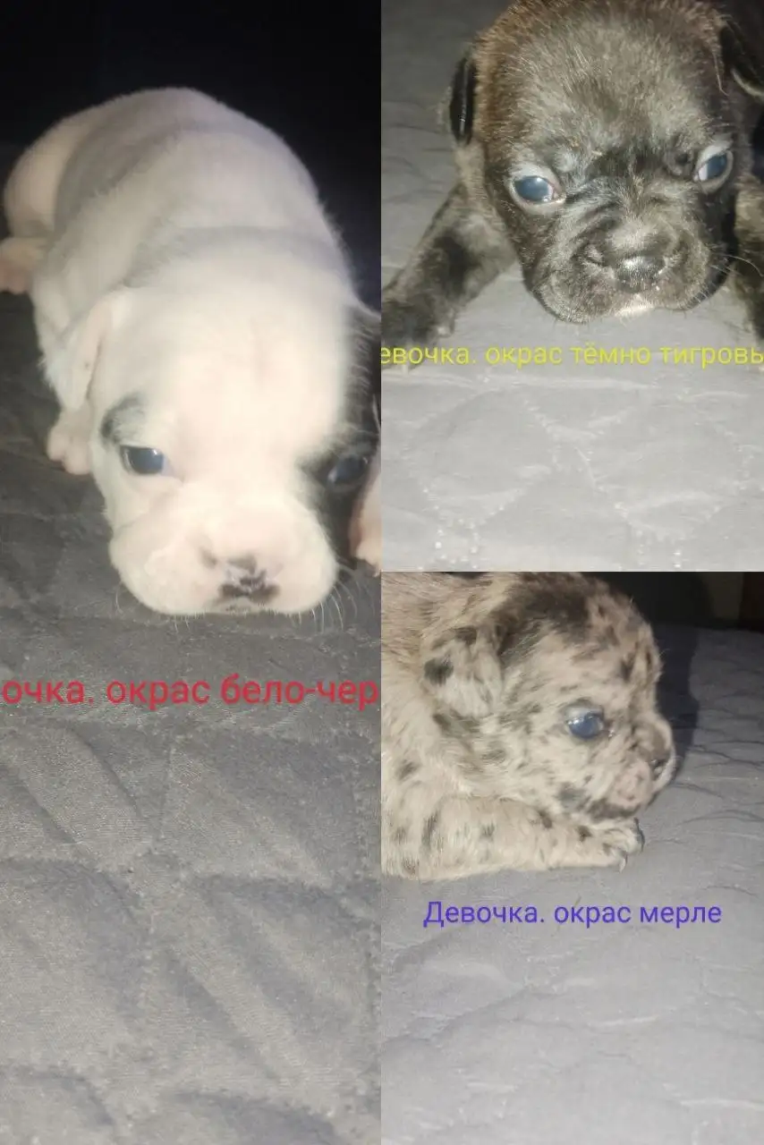 Щенки французского бульдога с бронированием - Собаки (Животные) в Улан-Удэ