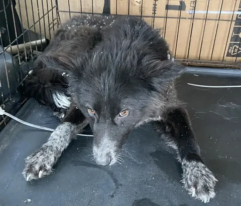 Собачка попала в отлов - Сельскохозяйственные животные в Улан-Удэ