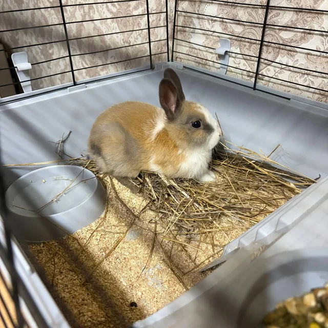 Продажа декоративного кролика с клеткой и аксессуарами - частное объявление в Улан-Удэ