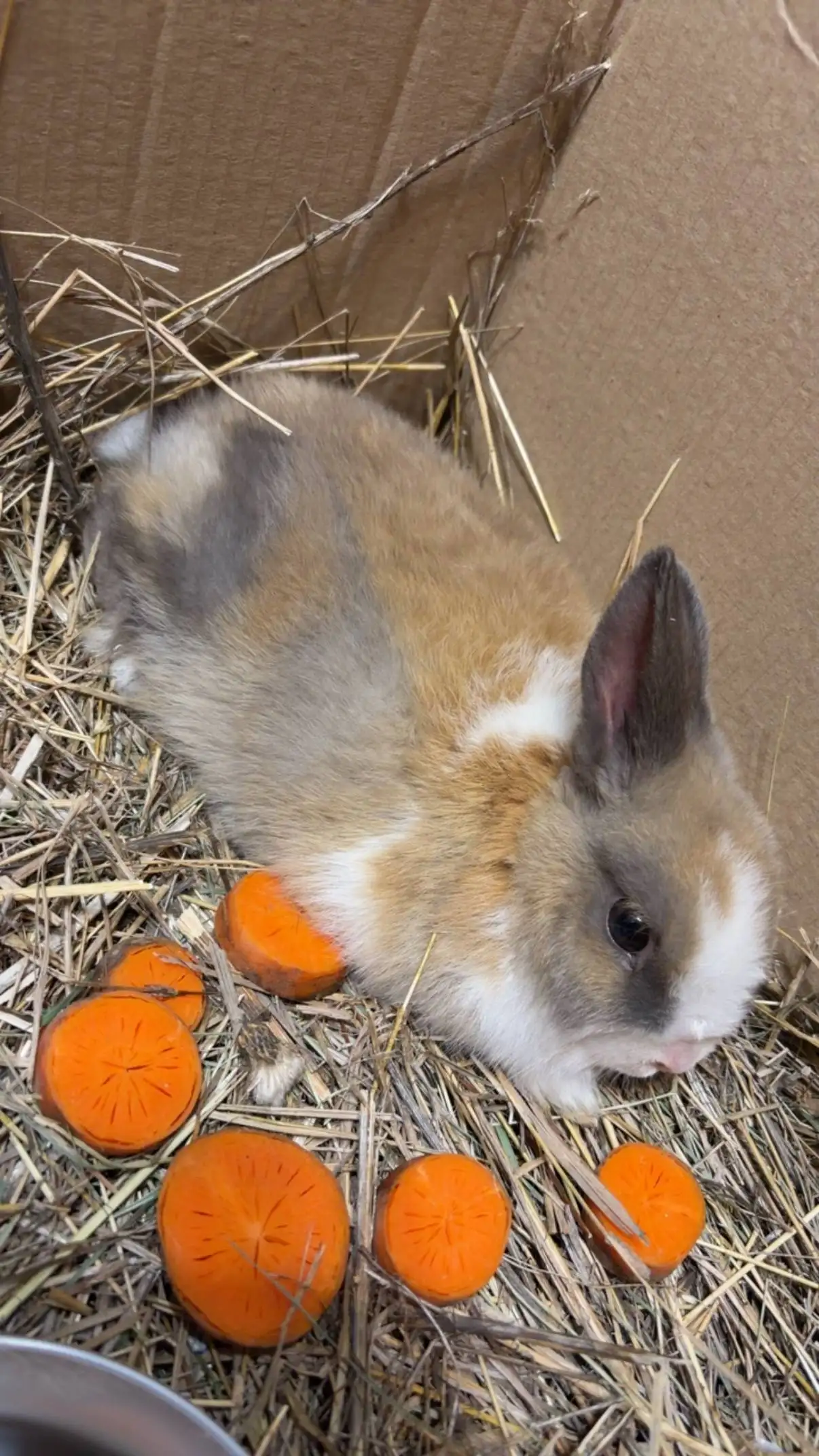 Продажа декоративного кролика с клеткой и аксессуарами - Декоративные животные (Животные) в Улан-Удэ