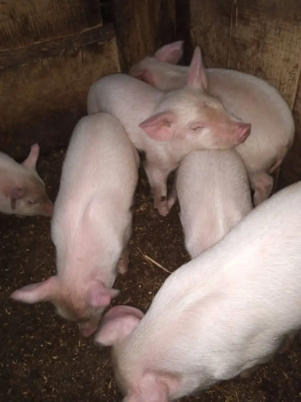 Продажа поросят породы Ландрас и Большая белая - Сельскохозяйственные животные (Животные) в Улан-Удэ