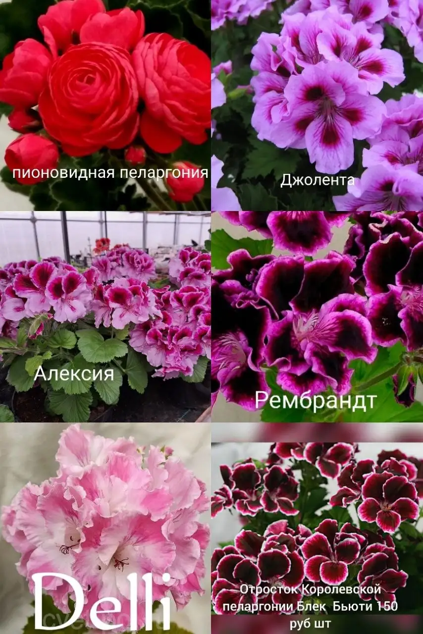 Черенки пеларгонии - Растения (Хобби и отдых) в Улан-Удэ