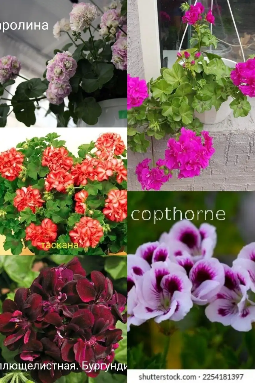 Черенки пеларгонии - Растения (Хобби и отдых) в Улан-Удэ