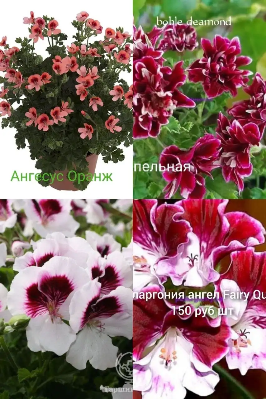 Черенки пеларгонии - Растения (Хобби и отдых) в Улан-Удэ