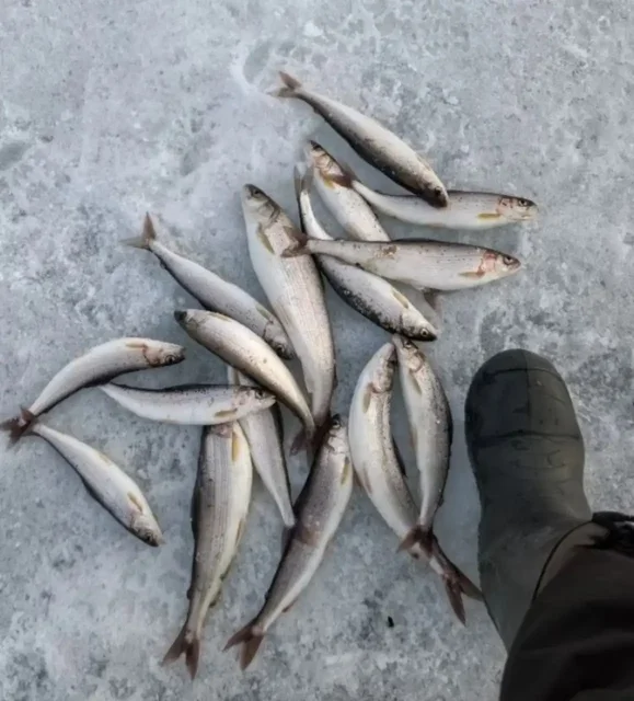 Свежемороженый хариус с Байкала - частное объявление в Улан-Удэ