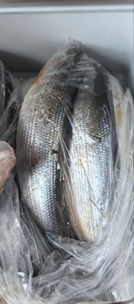 Свежемороженый хариус с Байкала - Барахолка в Улан-Удэ