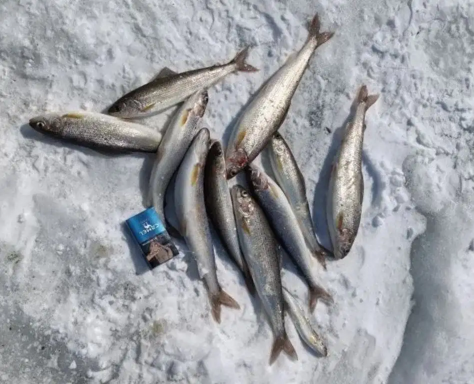 Свежемороженый хариус с Байкала - Барахолка в Улан-Удэ