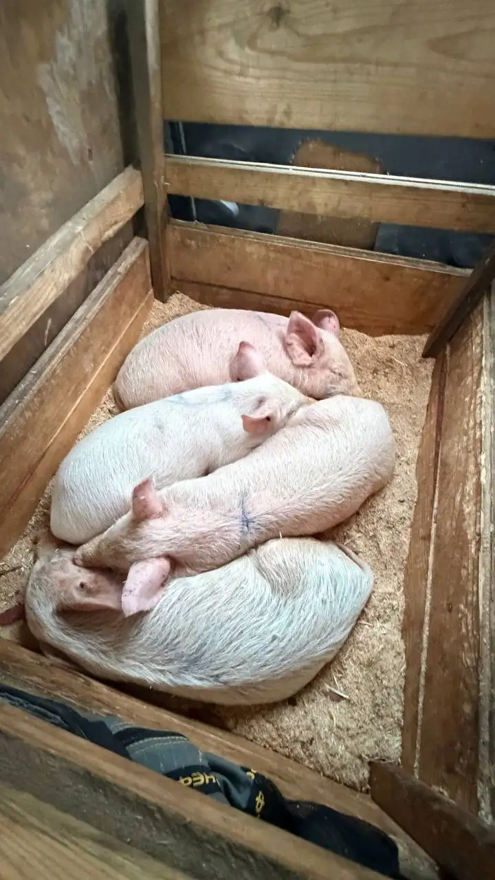 Продажа поросят (ландрас + большая белая) - Сельскохозяйственные животные (Животные) в Улан-Удэ
