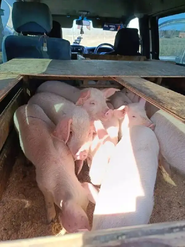 Продажа поросят (ландрас + большая белая) - Сельскохозяйственные животные (Животные) в Улан-Удэ