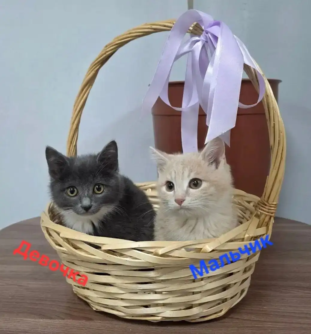 Котята в добрые руки - Кошки (Животные) в Улан-Удэ