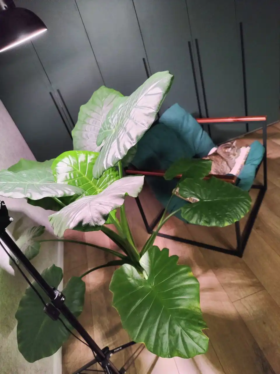 Озеленение и уход за растениями