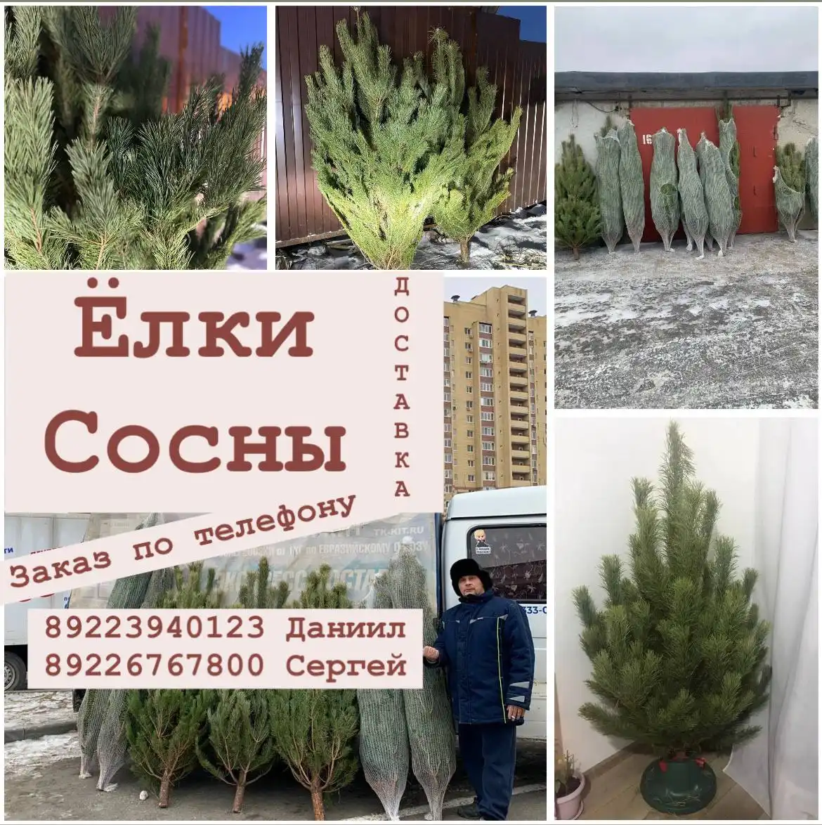 Продажа натуральных сосен и ёлок с доставкой на дом