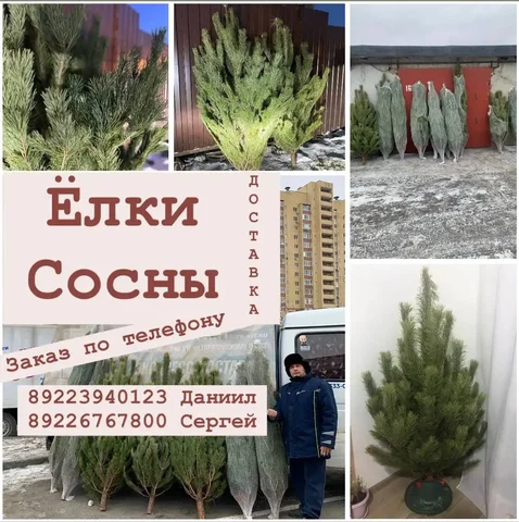 Продажа натуральных сосен и ёлок с доставкой на дом - частное объявление в Тюмень