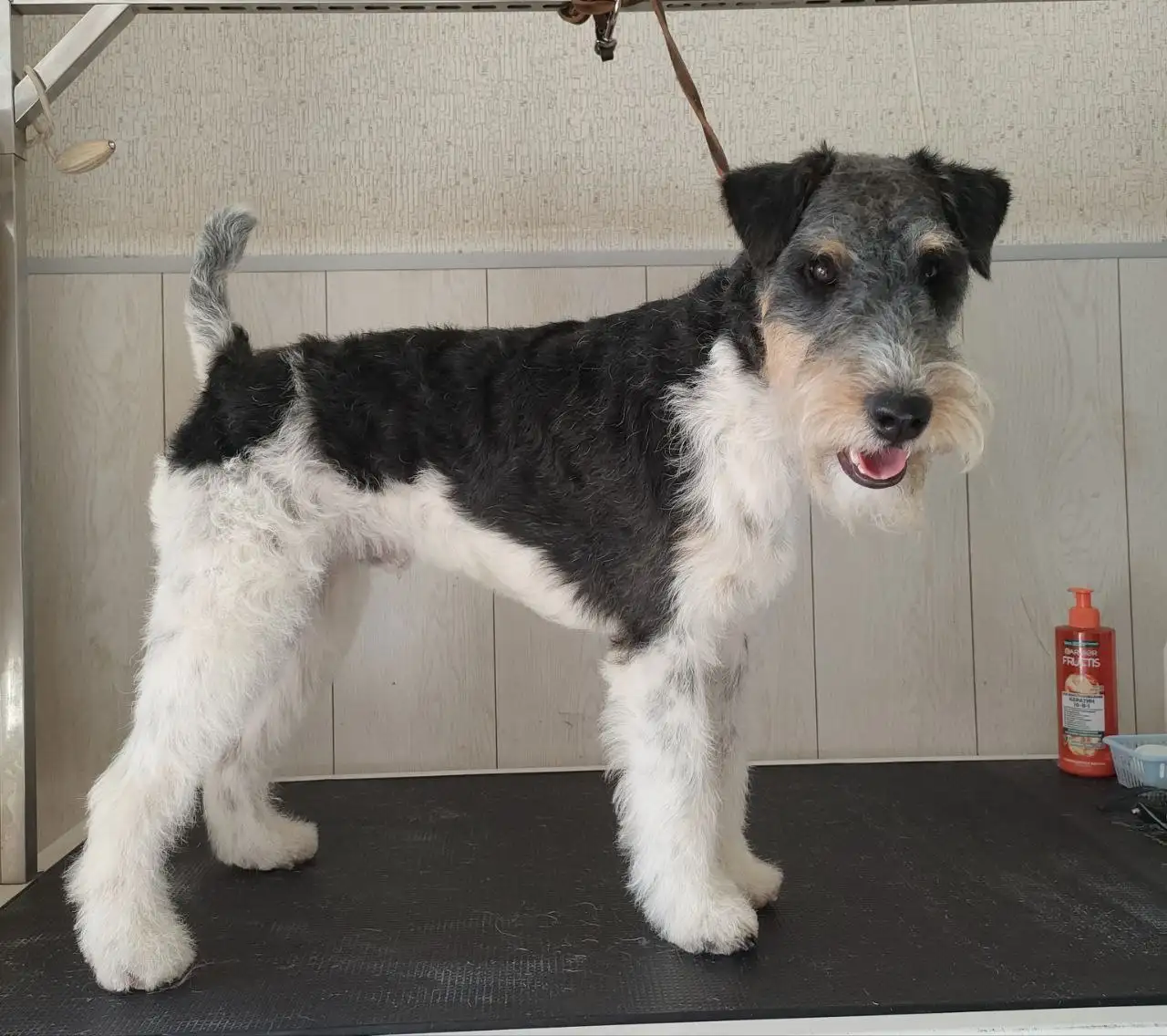 Стрижка и тримминг собак и кошек в Тюмени - Груминг (Услуги) в Тюмень