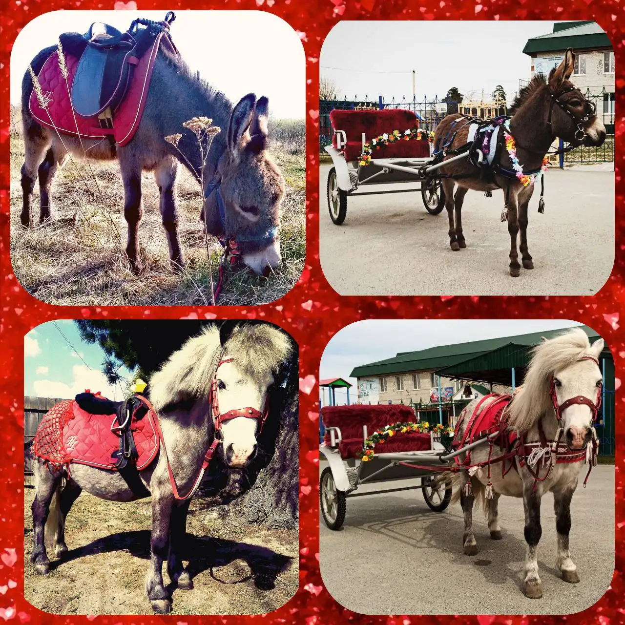 Услуги пони и ослика на праздничные мероприятия - Аниматоры и развлечения (Услуги) в Тюмень