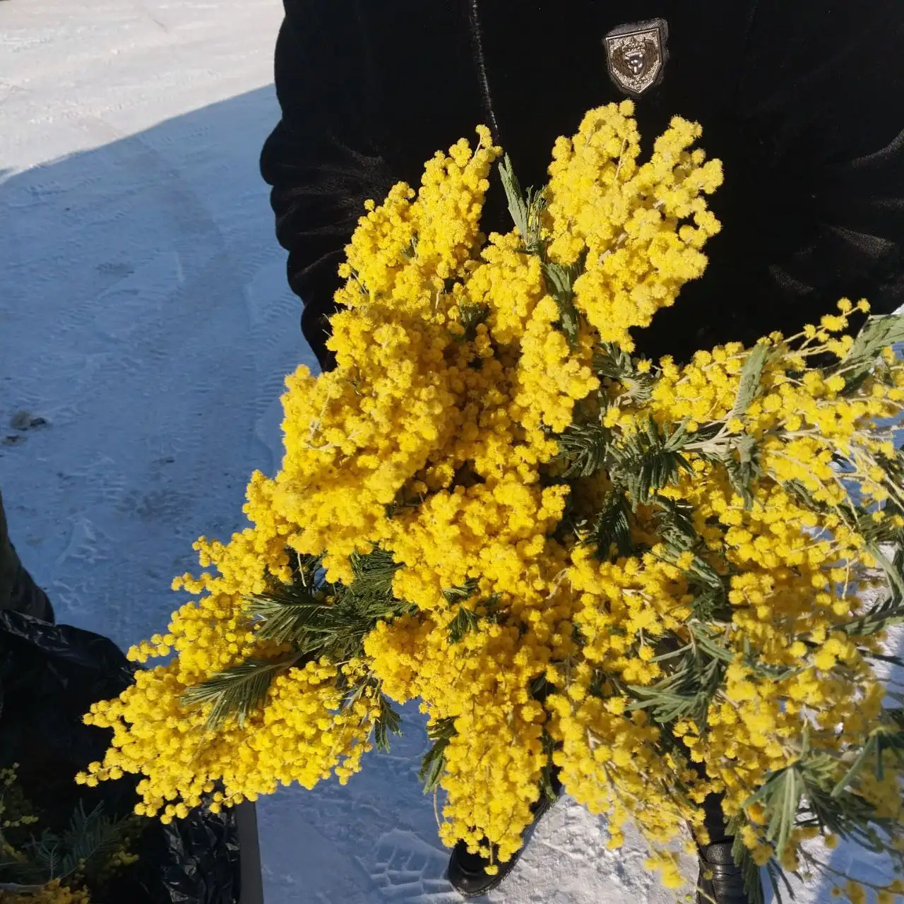 Продажа Абхазской Мимозы в Тюмени - Барахолка в Тюмень