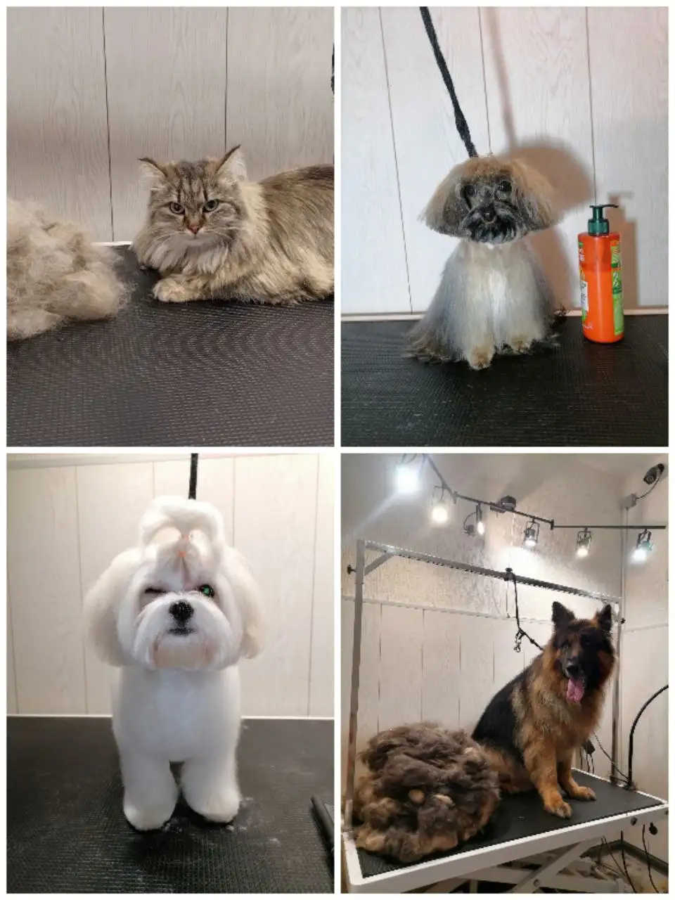 Вычесывание, стрижка и тримминг собак, стрижка кошек в Тюмени - Груминг (Услуги) в Тюмень