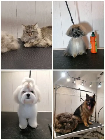 Вычесывание, стрижка и тримминг собак, стрижка кошек в Тюмени - Косметология в Тюмень