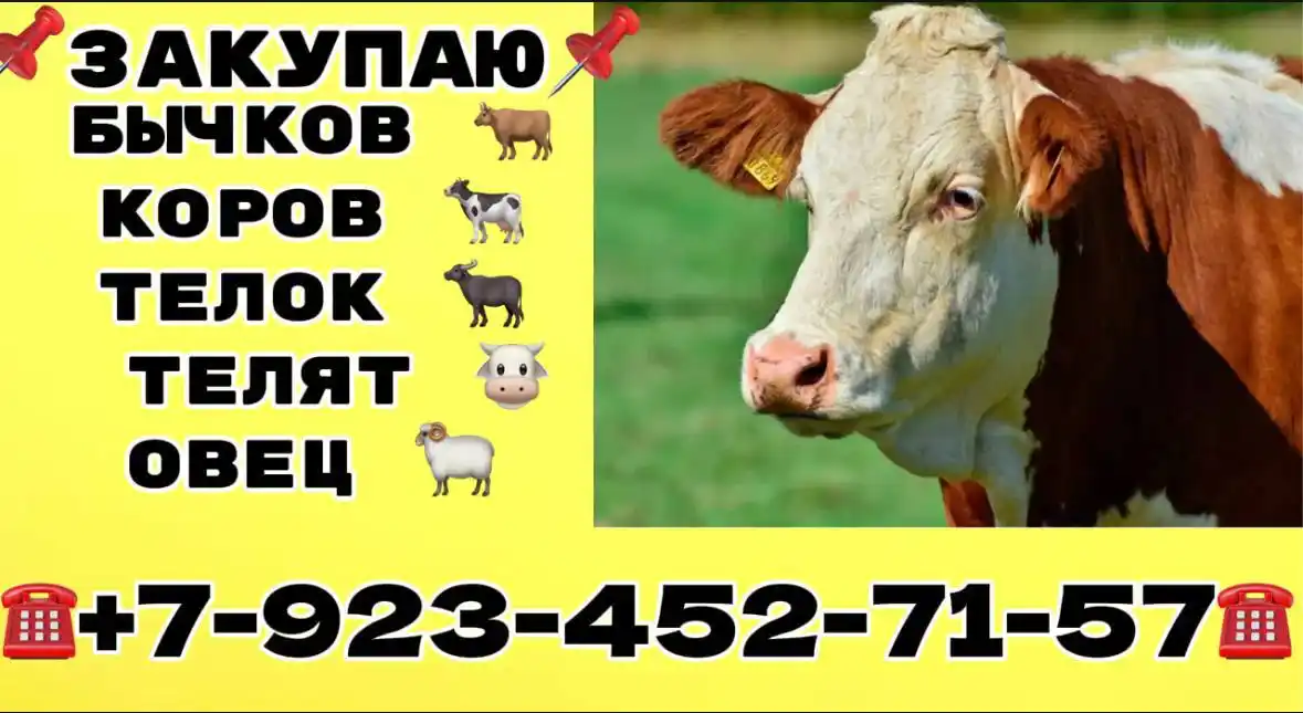 Закупаем КРС БЫКОВ КОРОВ ТЁЛОК ОВЕЦ