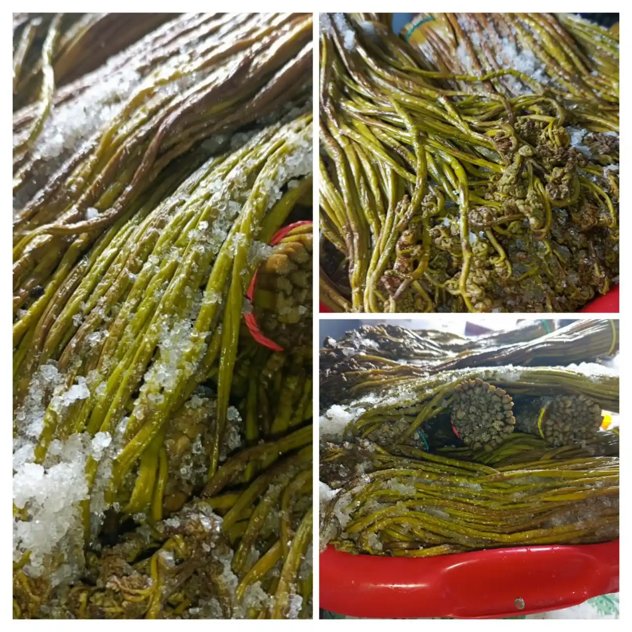 Продам папоротник солёный - Хобби и отдых в Усть-Абакан