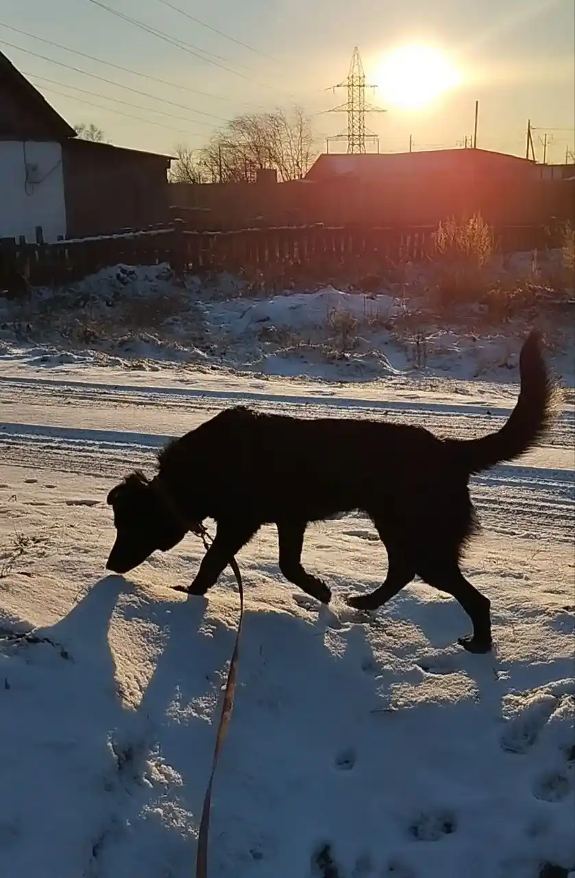 Поиск дома для собаки Тучки