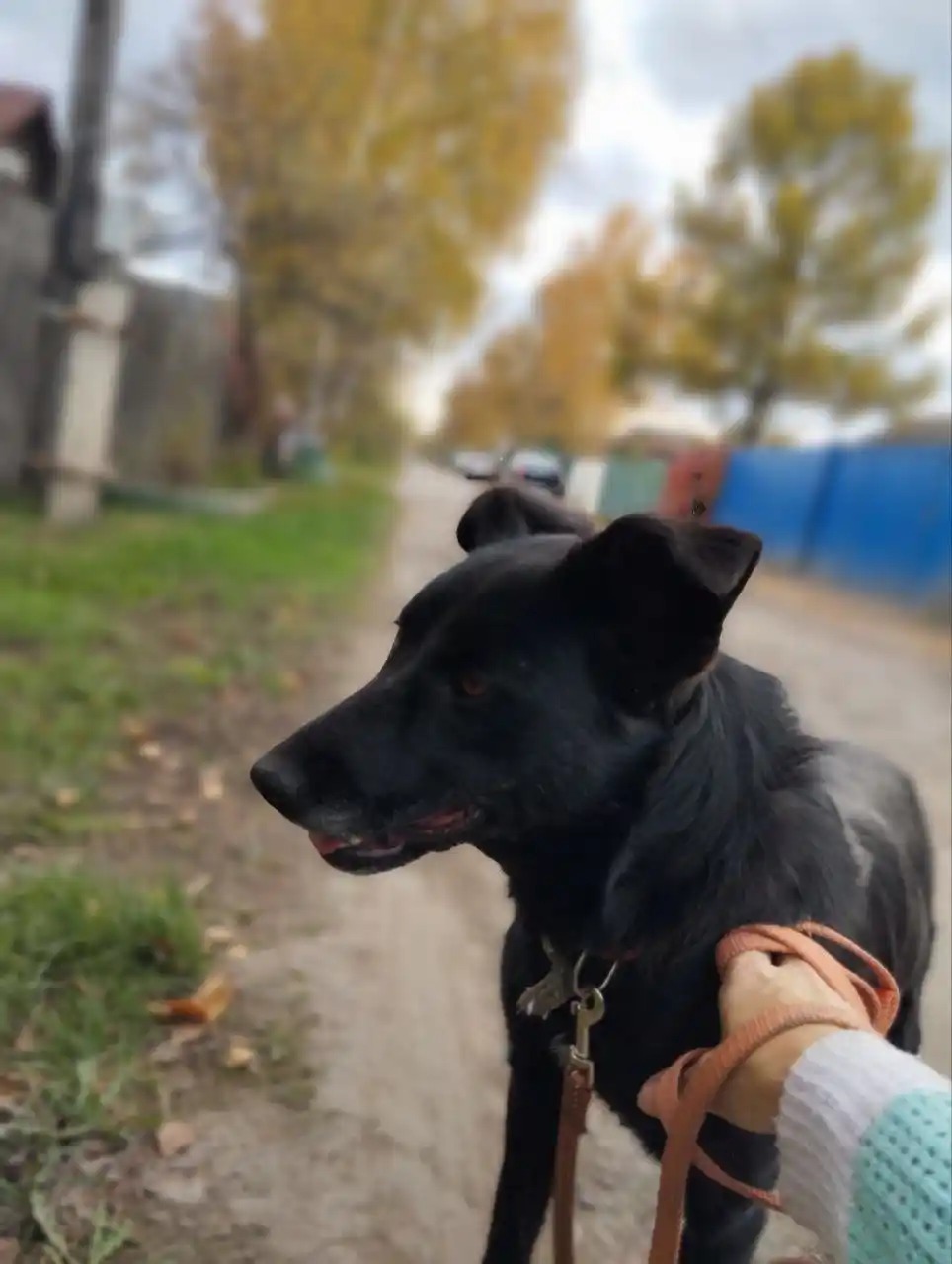 Поиск дома для собаки Тучки