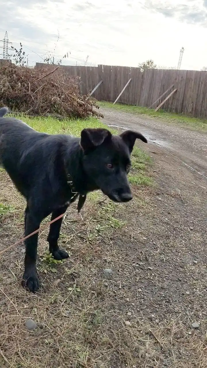 Поиск дома для собаки Тучки