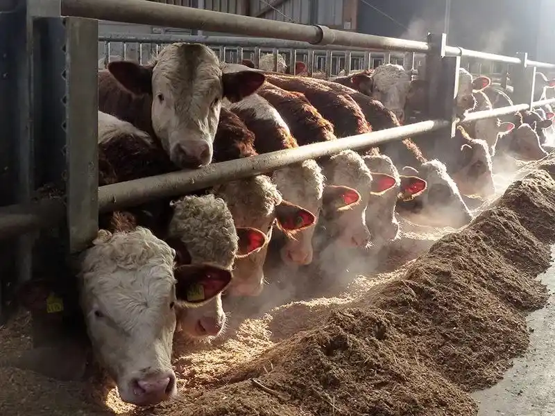 Закупка скота