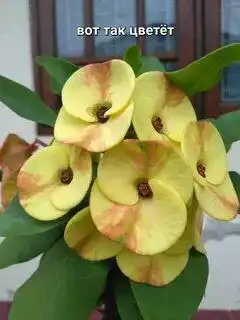 Молочай Миля