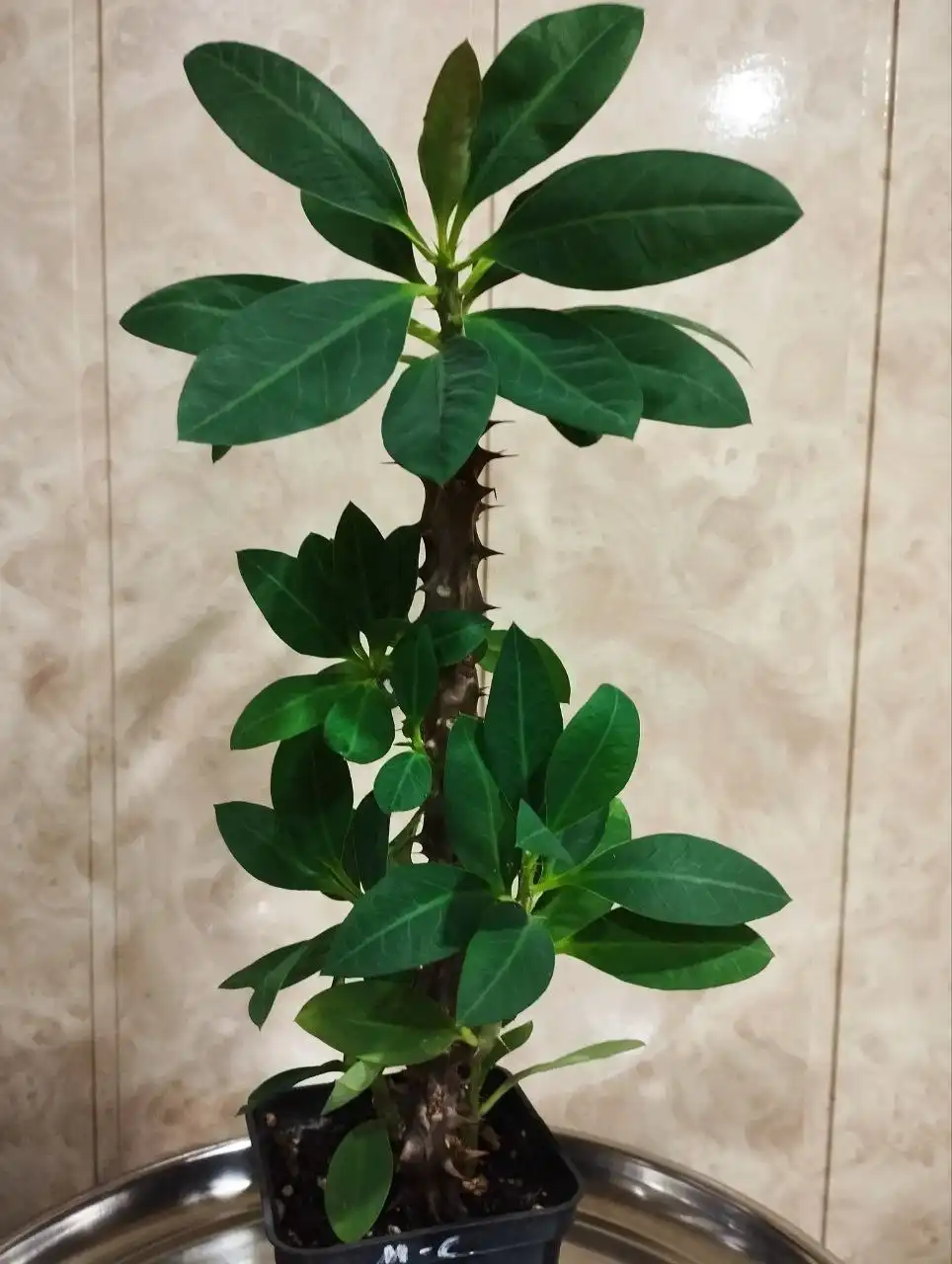 Молочай Миля