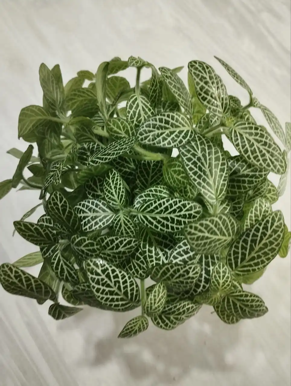 Фиттония - комнатное растение