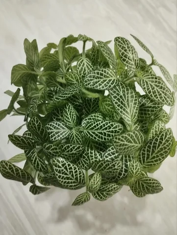 Фиттония - комнатное растение - Хобби и отдых в Абакан