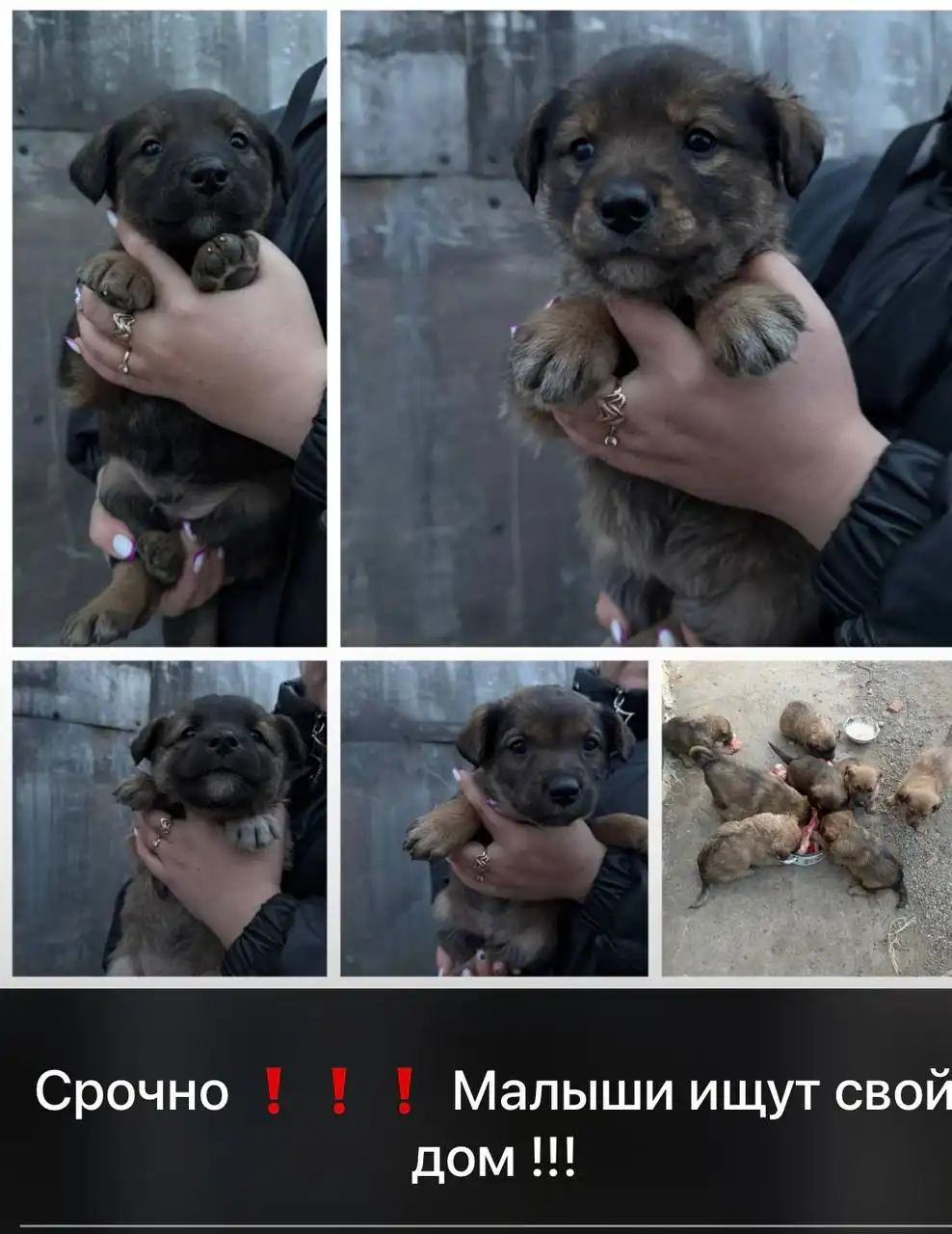 Помоги пристроить