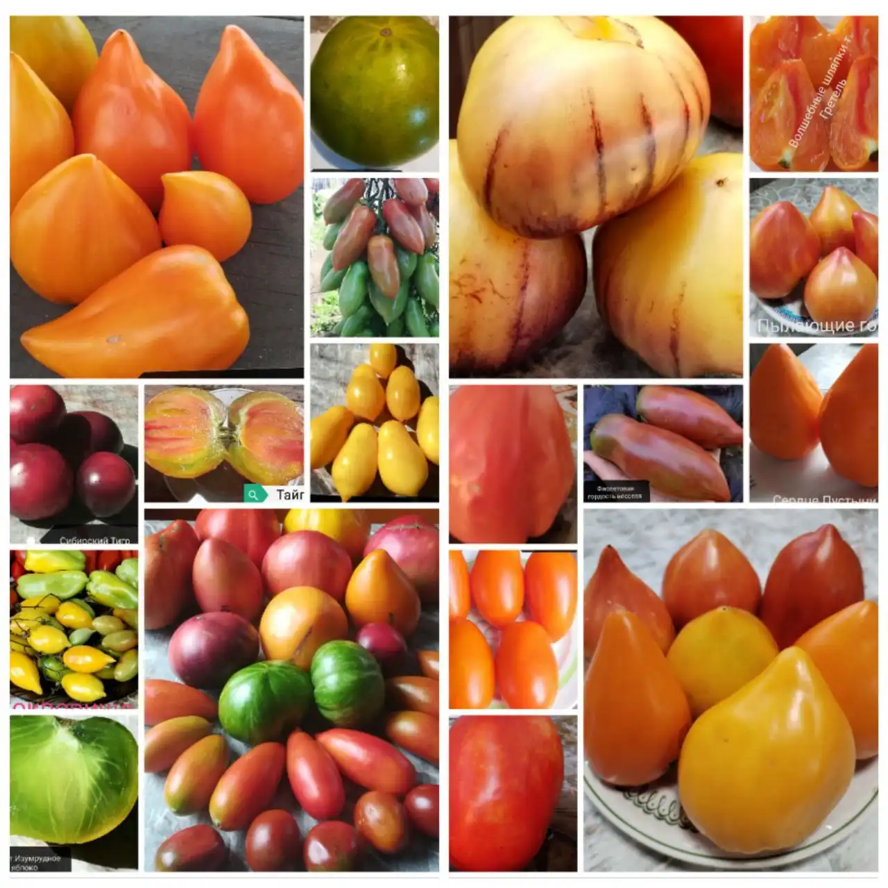 Семена томатов из личной коллекции
