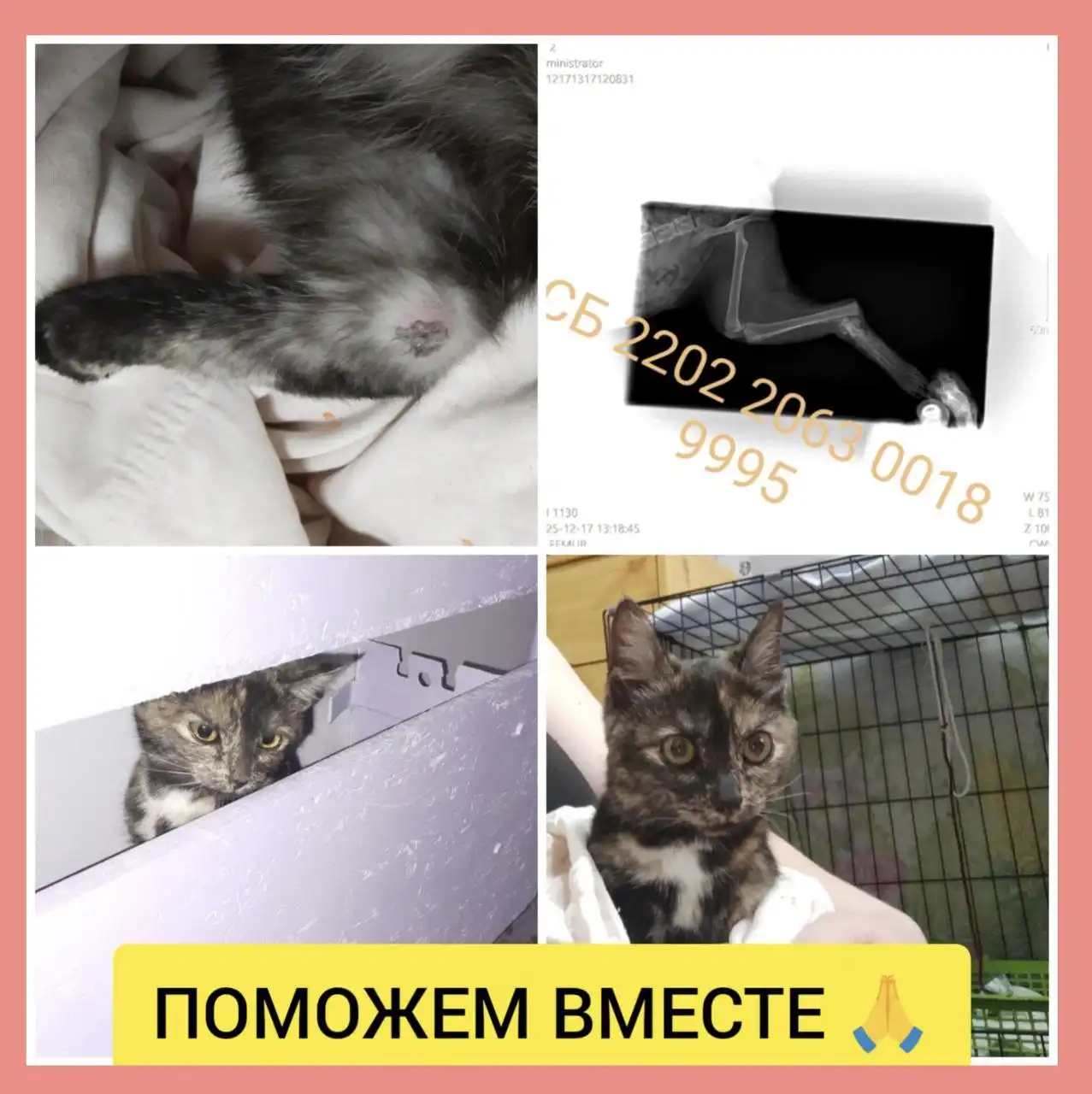 Срочный сбор на операцию котёнку со сломанной лапкой