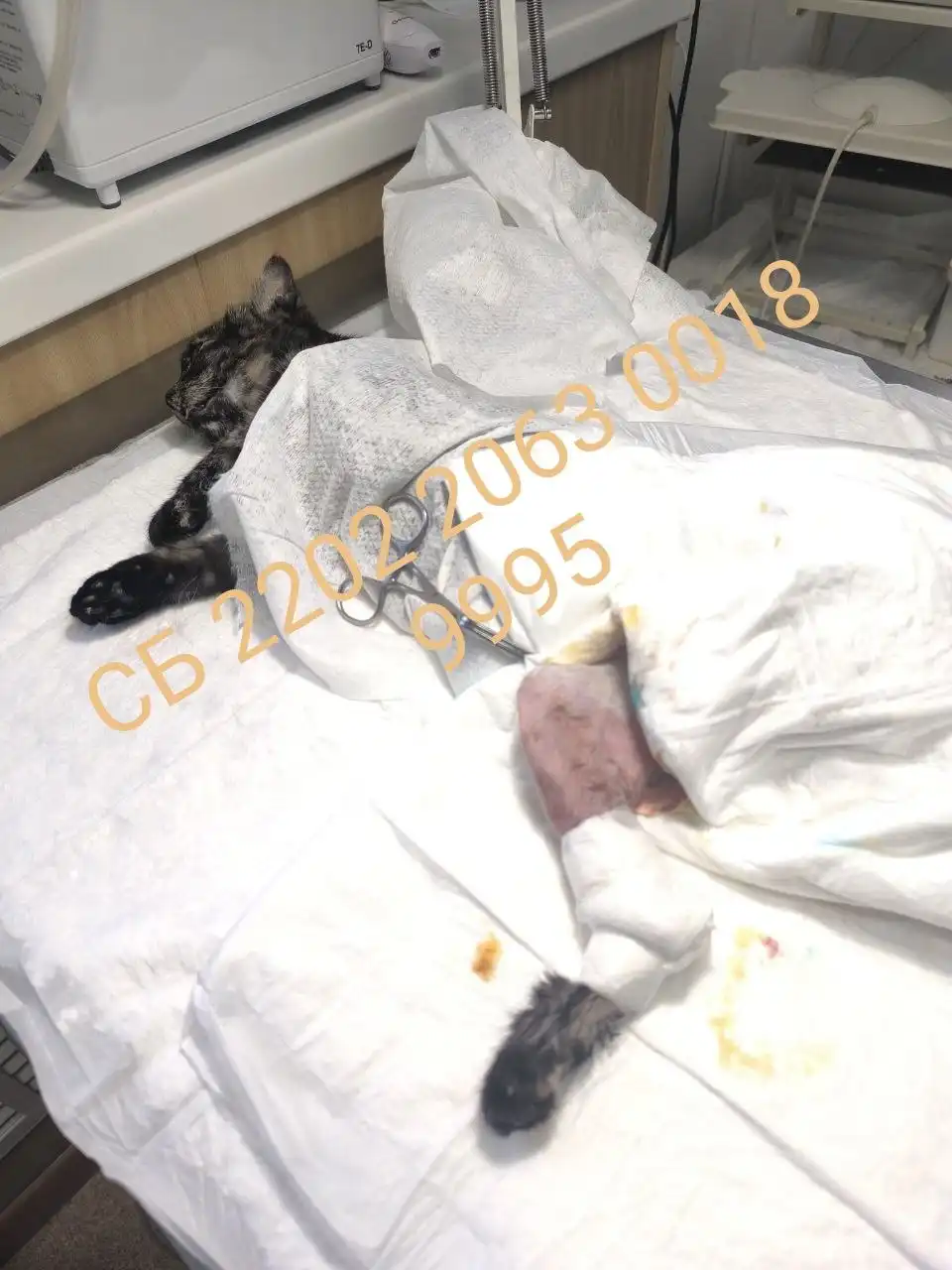 Сбор средств на лечение котенка со сломанной лапкой в Тольятти