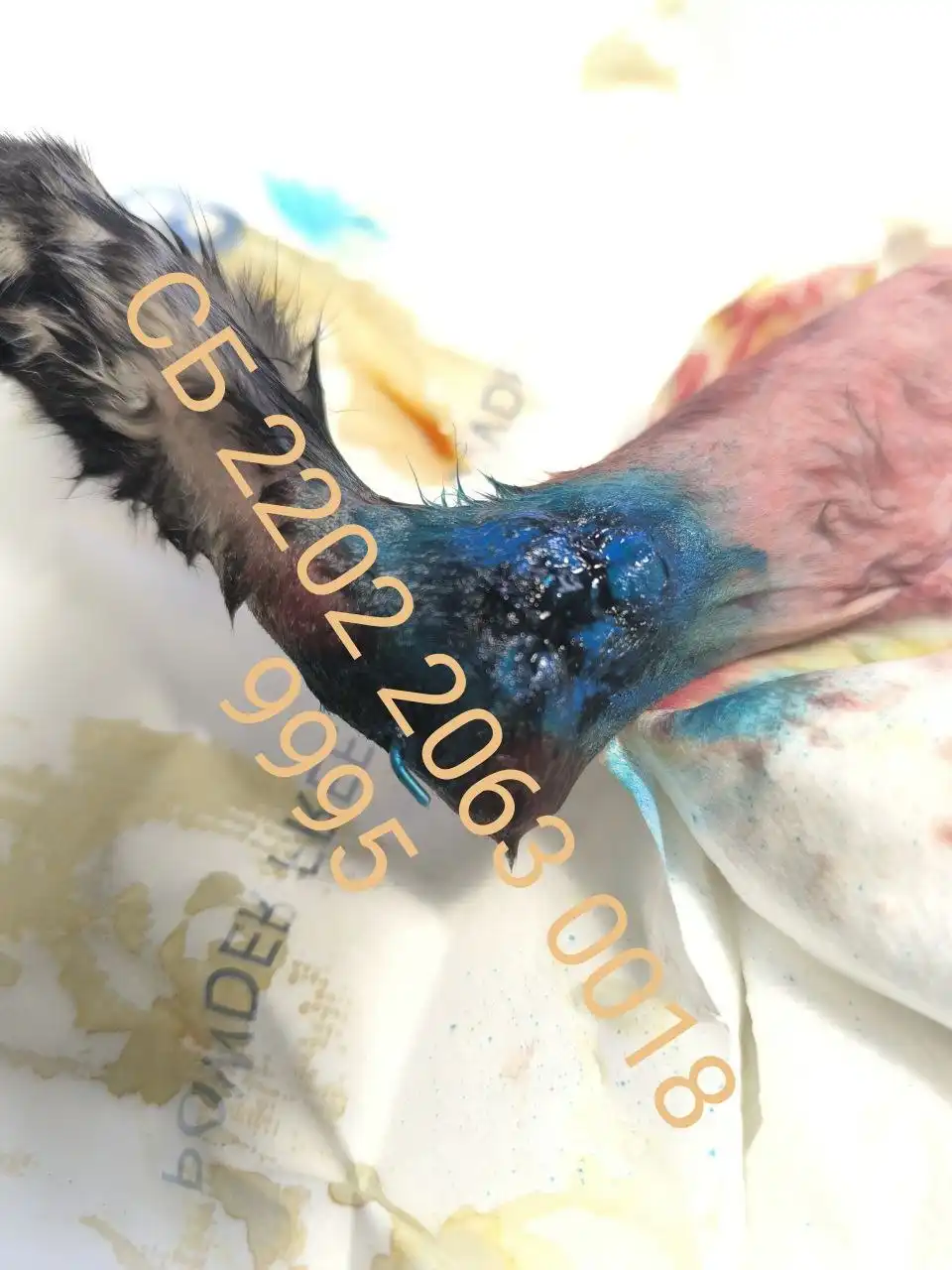 Сбор средств на лечение котенка со сломанной лапкой в Тольятти