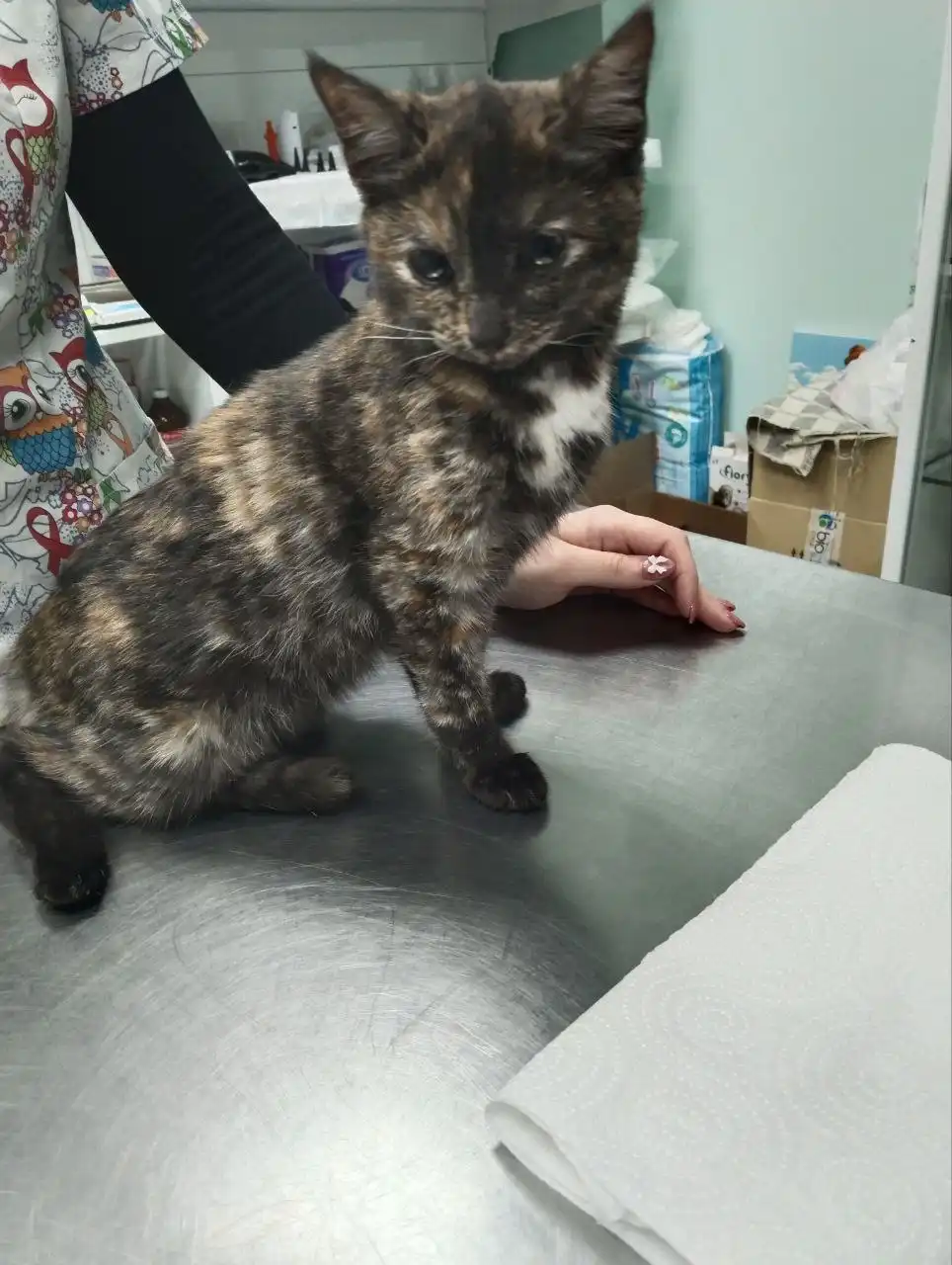 Сбор средств на лечение котенка со сломанной лапкой в Тольятти