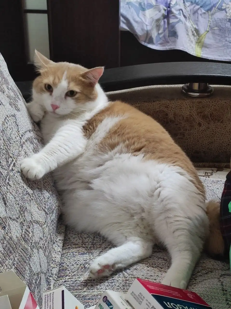 Помощь в поиске пропавшей кошки Мурки в Тольятти