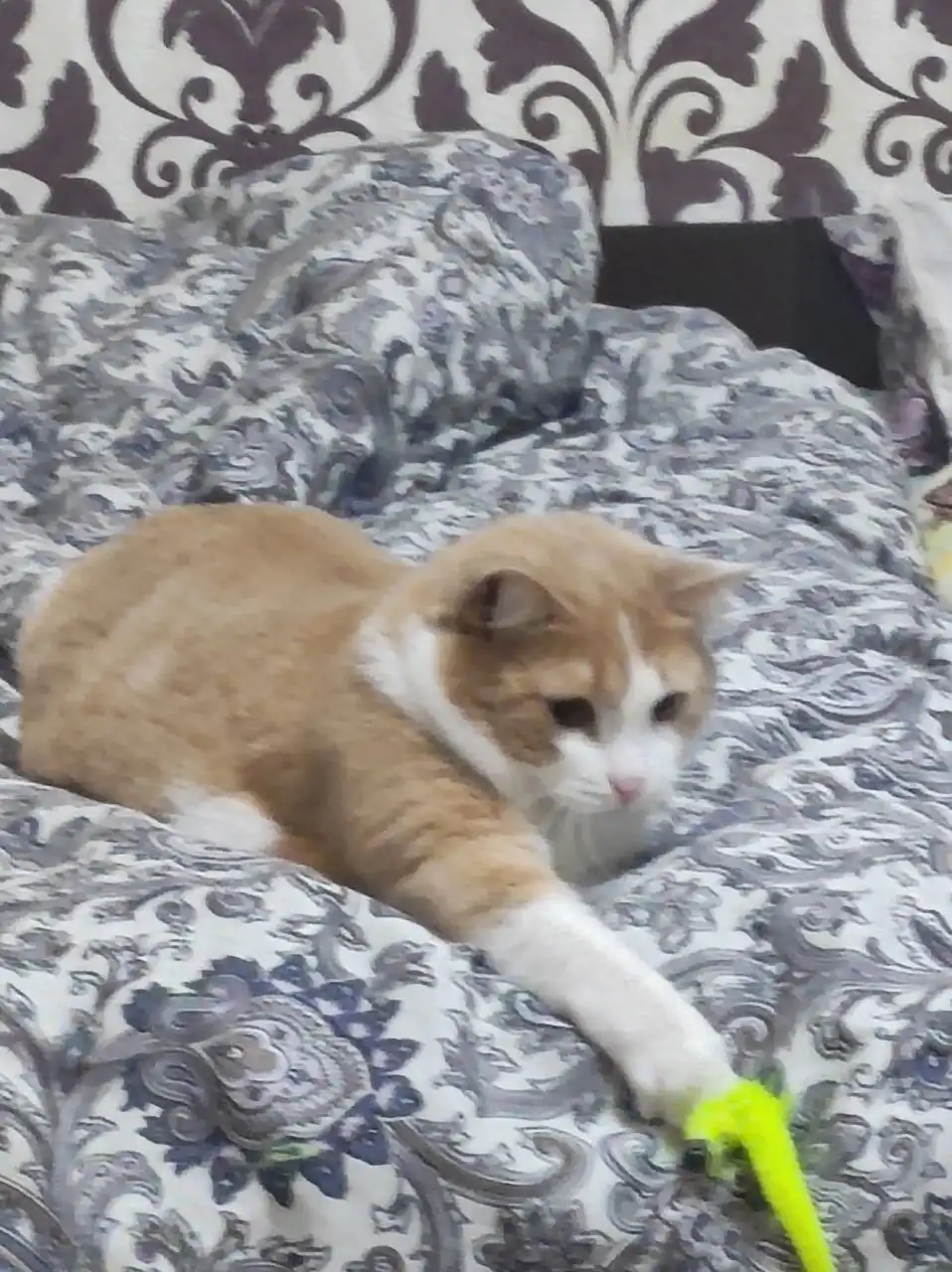 Помощь в поиске пропавшей кошки Мурки в Тольятти