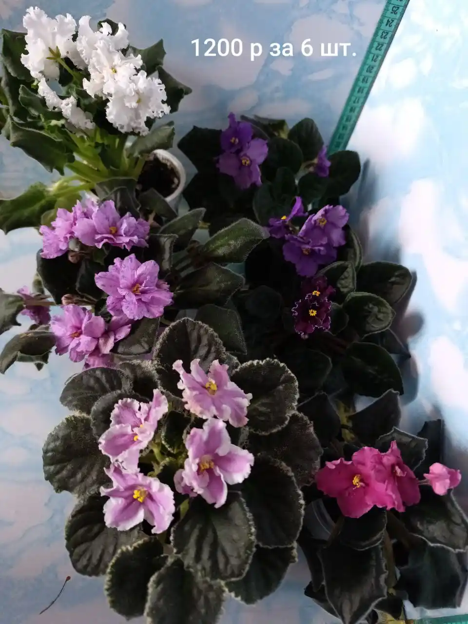 Продам фиалки