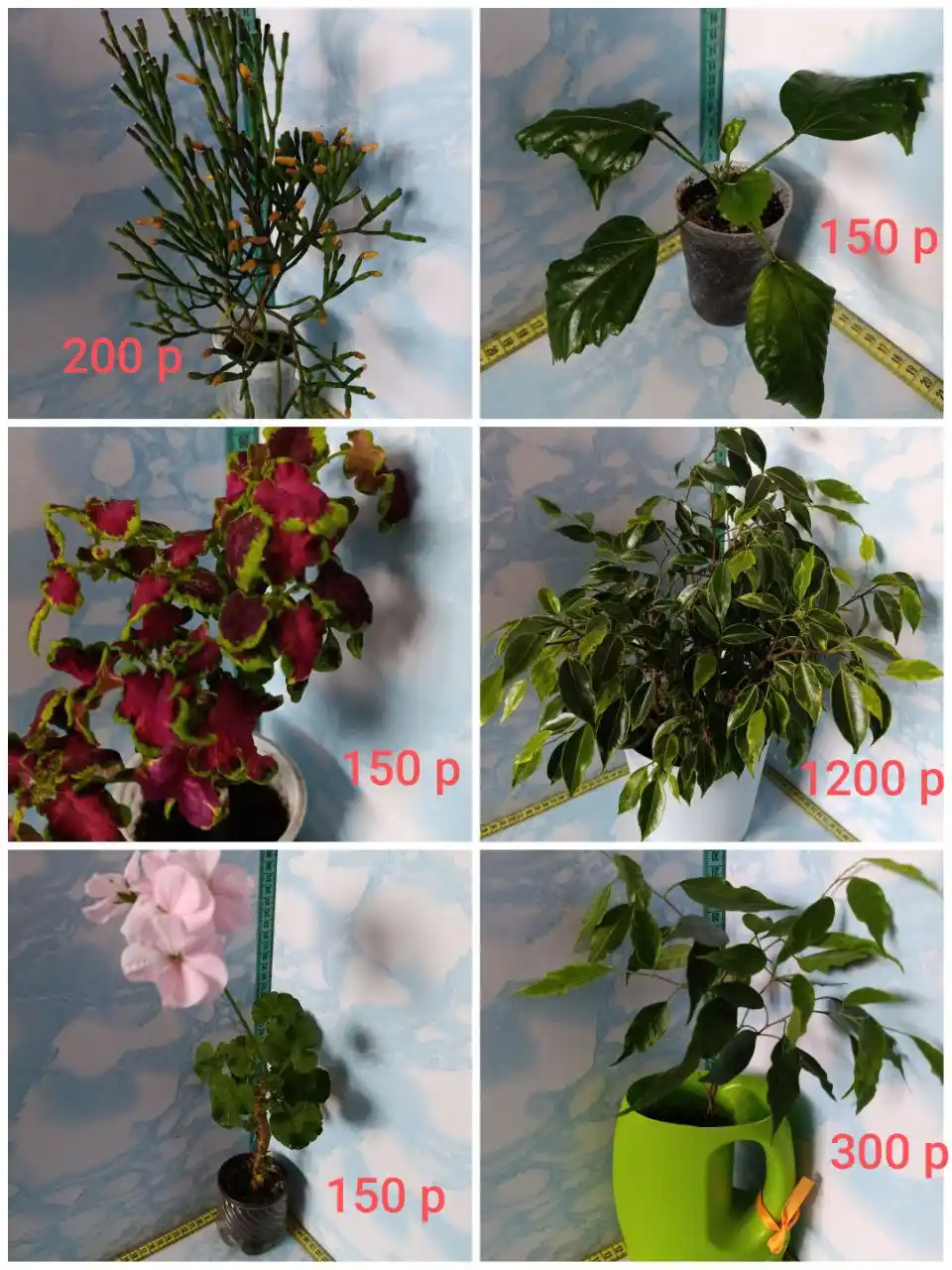 Продажа комнатных растений
