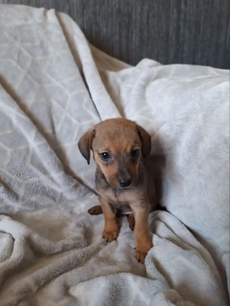 Щенок метис таксы ищет хозяина