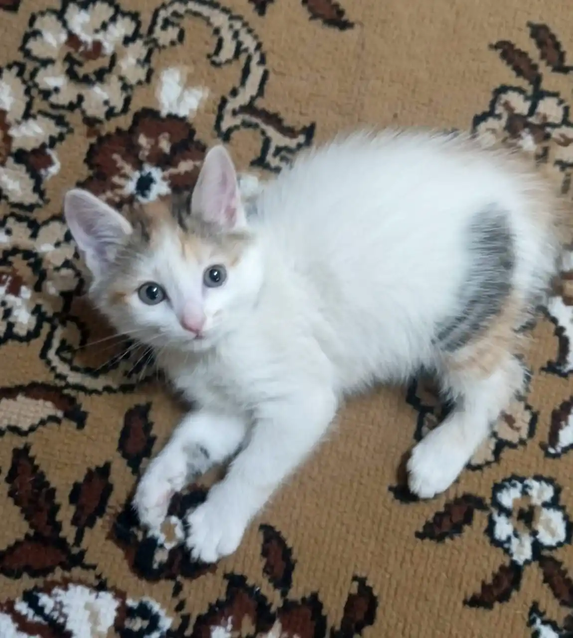 Очаровательная девочка ищет дом - частное объявление в Чита