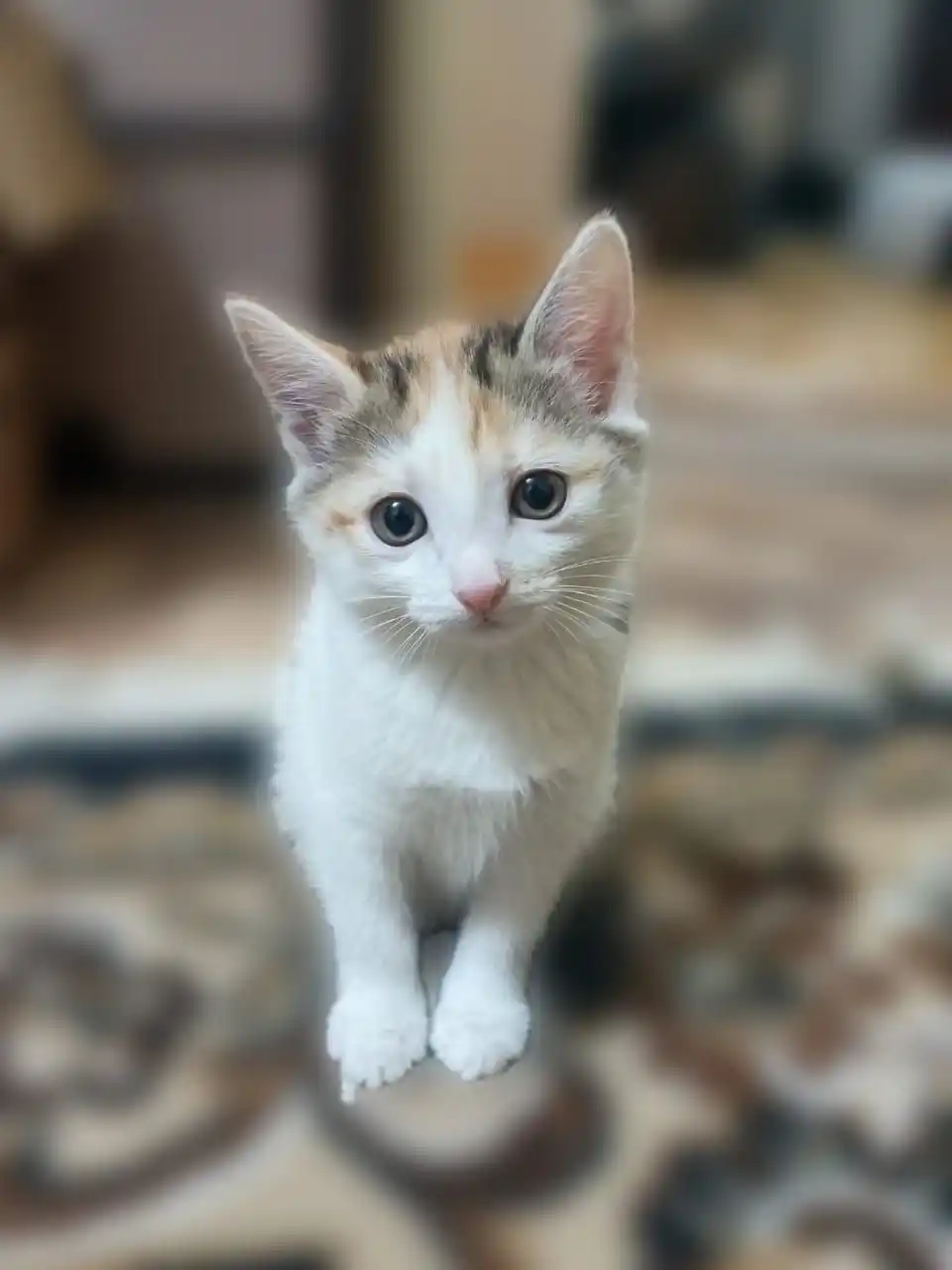 Очаровательная девочка ищет дом